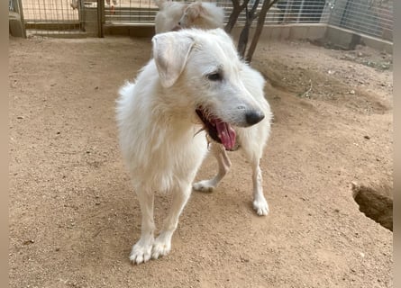 BONNY - der wahrscheinlich liebste Hund der Welt