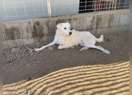 BONNY - der wahrscheinlich liebste Hund der Welt