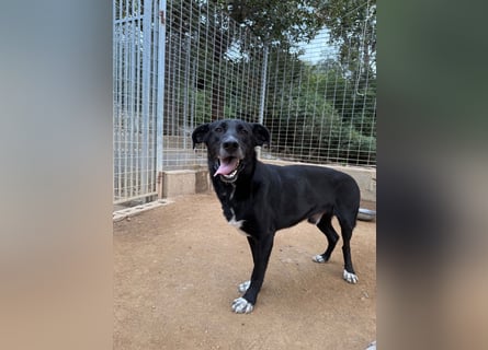 MIDA - der Stress im Rifugio ist zu viel für ihn