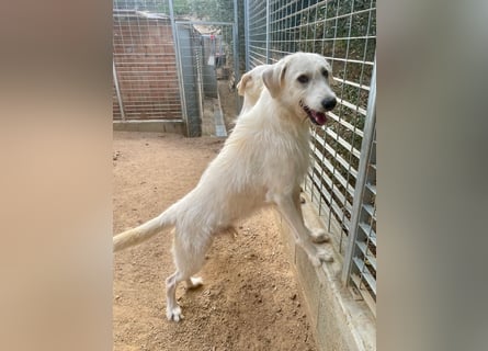 BONNY - der wahrscheinlich liebste Hund der Welt