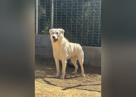 BONNY - der wahrscheinlich liebste Hund der Welt