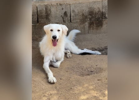 BONNY - der wahrscheinlich liebste Hund der Welt