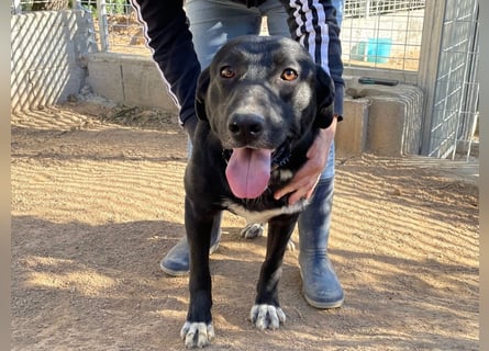 MIDA - der Stress im Rifugio ist zu viel für ihn