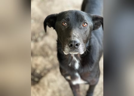 MIDA - der Stress im Rifugio ist zu viel für ihn