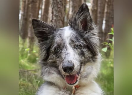 Malin - sensibler Hund sucht verständnisvolle Menschen - Tierhilfe Franken e.V.