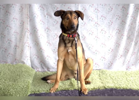 Aris - lebenslustiger verspielter Junghund - Tierhilfe Franken e.V.