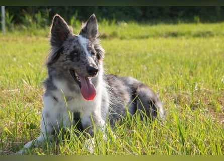 Malin - sportlich-aktiver Frauenversteher - Tierhilfe Franken e.V.