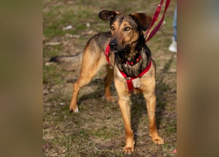 Aris - lebenslustiger verspielter Junghund - Tierhilfe Franken e.V.