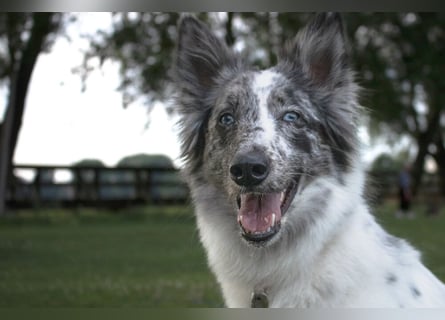 Malin - sportlich-aktiver Frauenversteher - Tierhilfe Franken e.V.