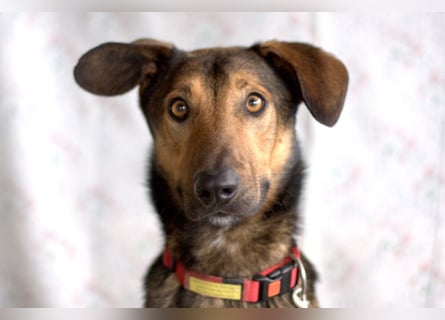 Aris - lebenslustiger verspielter Junghund - Tierhilfe Franken e.V.