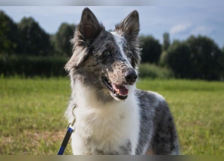 Malin - sportlich-aktiver Frauenversteher - Tierhilfe Franken e.V.
