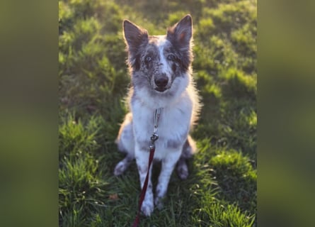 Malin - sensibler Hund sucht verständnisvolle Menschen - Tierhilfe Franken e.V.