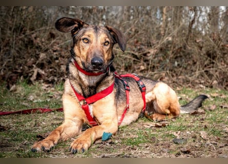 Aris - lebenslustiger verspielter Junghund - Tierhilfe Franken e.V.