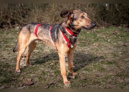 Aris - lebenslustiger verspielter Junghund - Tierhilfe Franken e.V.