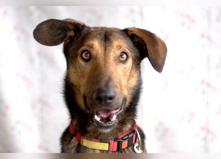 Aris - lebenslustiger verspielter Junghund - Tierhilfe Franken e.V.