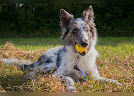 Malin - sportlich-aktiver Frauenversteher - Tierhilfe Franken e.V.