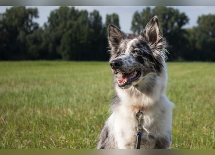 Malin - sportlich-aktiver Frauenversteher - Tierhilfe Franken e.V.