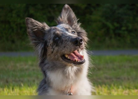 Malin - sportlich-aktiver Frauenversteher - Tierhilfe Franken e.V.