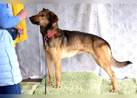 Aris - lebenslustiger verspielter Junghund - Tierhilfe Franken e.V.