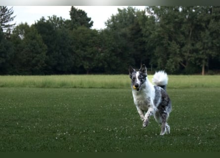 Malin - sportlich-aktiver Frauenversteher - Tierhilfe Franken e.V.