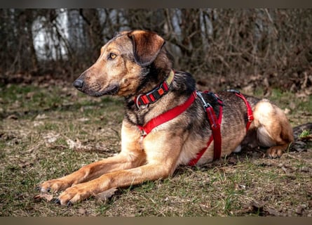 Aris - lebenslustiger verspielter Junghund - Tierhilfe Franken e.V.