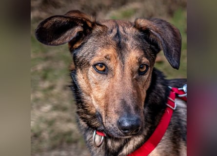 Aris - lebenslustiger verspielter Junghund - Tierhilfe Franken e.V.