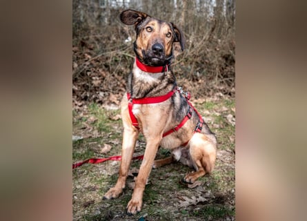 Aris - lebenslustiger verspielter Junghund - Tierhilfe Franken e.V.