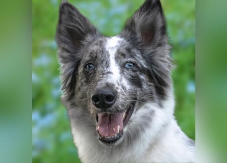 Malin - sportlich-aktiver Frauenversteher - Tierhilfe Franken e.V.