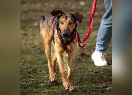 Aris - lebenslustiger verspielter Junghund - Tierhilfe Franken e.V.