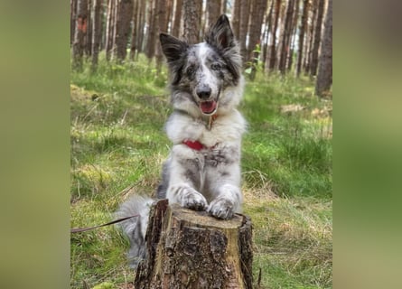 Malin - sensibler Hund sucht verständnisvolle Menschen - Tierhilfe Franken e.V.