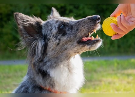 Malin - sportlich-aktiver Frauenversteher - Tierhilfe Franken e.V.