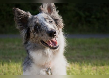 Malin - sensibler Hund sucht verständnisvolle Menschen - Tierhilfe Franken e.V.