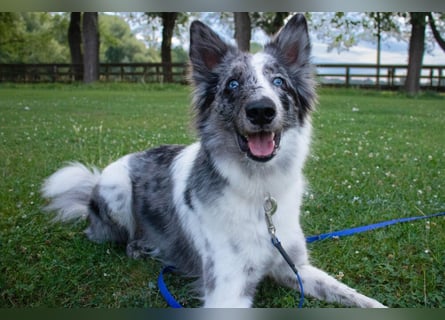 Malin - sportlich-aktiver Frauenversteher - Tierhilfe Franken e.V.