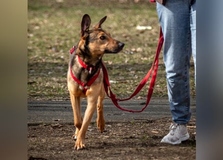 Aris - lebenslustiger verspielter Junghund - Tierhilfe Franken e.V.