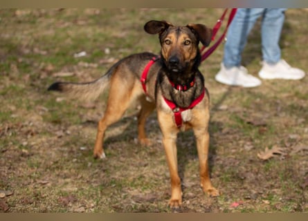 Aris - lebenslustiger verspielter Junghund - Tierhilfe Franken e.V.