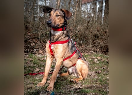 Aris - lebenslustiger verspielter Junghund - Tierhilfe Franken e.V.