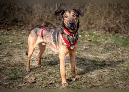 Aris - lebenslustiger verspielter Junghund - Tierhilfe Franken e.V.