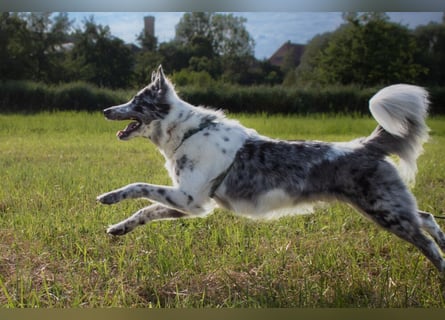 Malin - sportlich-aktiver Frauenversteher - Tierhilfe Franken e.V.