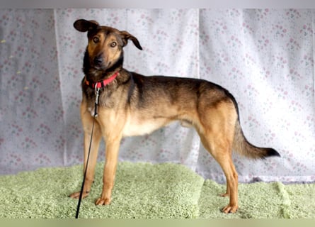 Aris - lebenslustiger verspielter Junghund - Tierhilfe Franken e.V.