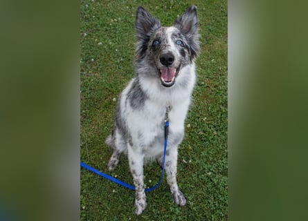 Malin - sportlich-aktiver Frauenversteher - Tierhilfe Franken e.V.