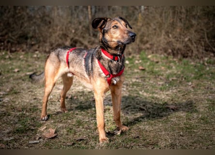 Aris - lebenslustiger verspielter Junghund - Tierhilfe Franken e.V.