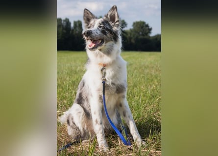 Malin - sensibler Hund sucht verständnisvolle Menschen - Tierhilfe Franken e.V.