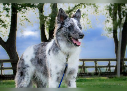 Malin - sportlich-aktiver Frauenversteher - Tierhilfe Franken e.V.