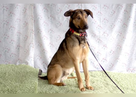 Aris - lebenslustiger verspielter Junghund - Tierhilfe Franken e.V.