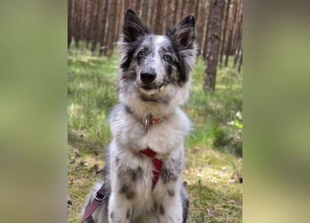 Malin - sensibler Hund sucht verständnisvolle Menschen - Tierhilfe Franken e.V.