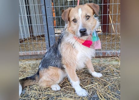 ❤️❤️❤️ armer RICKY überlebte die Hölle - 3 Jahre, 52cm/16kg - Mischling