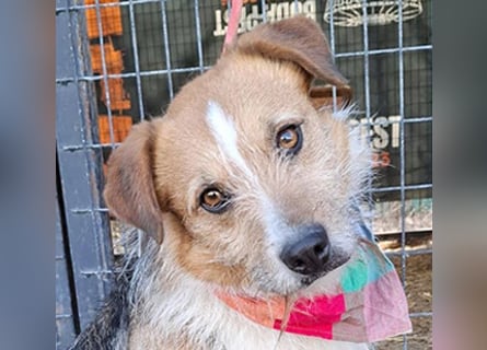 ❤️❤️❤️ armer RICKY überlebte die Hölle - 3 Jahre, 52cm/16kg - Mischling