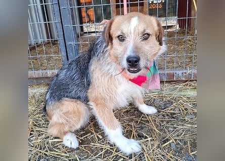 ❤️❤️❤️ armer RICKY überlebte die Hölle - 3 Jahre, 52cm/16kg - Mischling