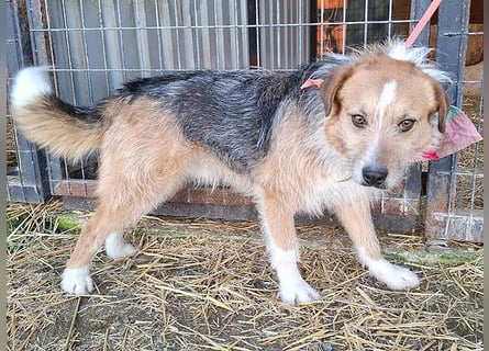 ❤️❤️❤️ armer RICKY überlebte die Hölle - 3 Jahre, 52cm/16kg - Mischling