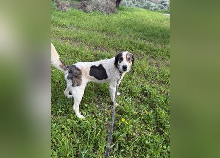 Hündin DIMITRIA sucht nach ihrem großen Glück